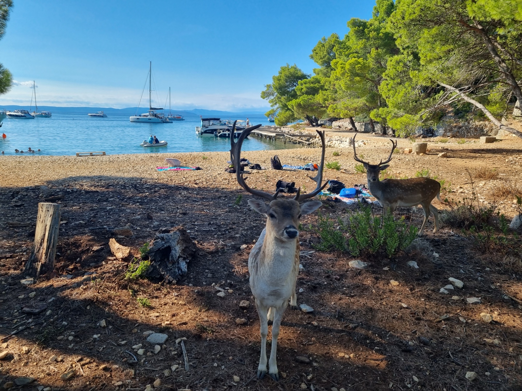 Wild deer secluded beach Rab Island Croatia unique nature adventure beyond the tourist trail experience